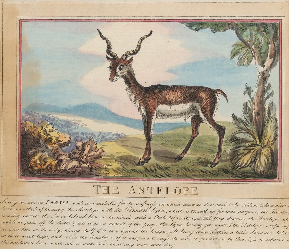 Set of eight with title-page. 'Foreign and Domestick Animals.'  8. The Antelope