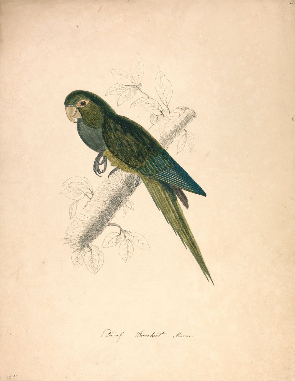 Dwarf Parakeet Macaw