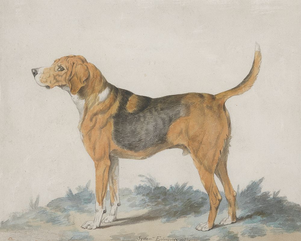 Hound Standing: profile, facing left