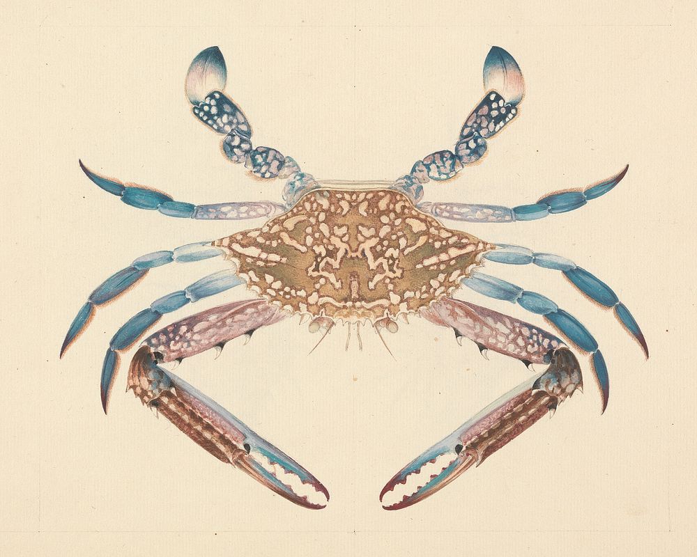 Portunua pelagicus (Blue Crab) by Luigi Balugani