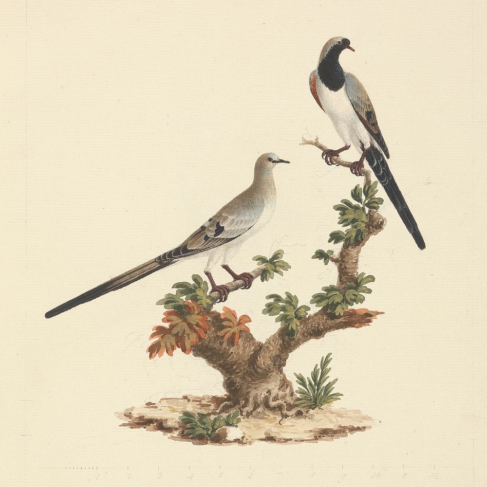 Oena capensis (Namaqua Dove) by Luigi Balugani