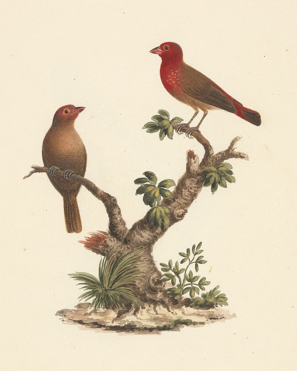 Lagonosticta senegala (Red-billed Firefinch) by Luigi Balugani