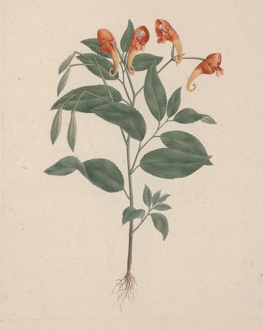 Impatiens rothii  Hook. f. (Balsam): finished drawing of flowering plant by Luigi Balugani