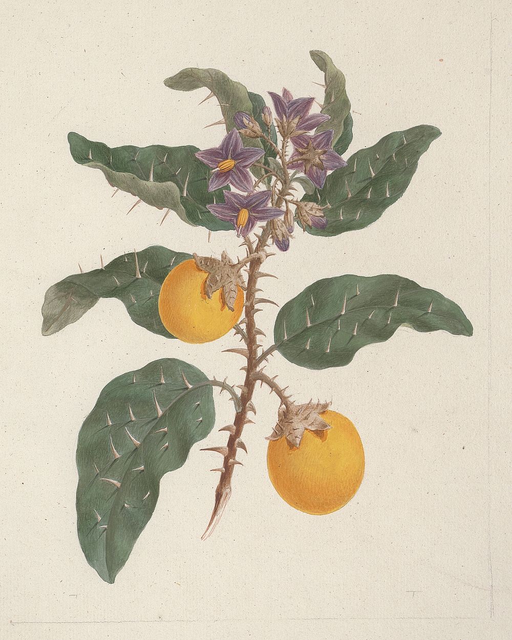 Solanum incanum  L. (Wild Egg Plant): finished drawing by Luigi Balugani