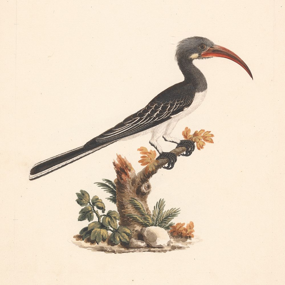 Tockus hemprichii (Hemprich's Hornbill) or Tockus abloterminatus (Crowned Hornbill) by Luigi Balugani
