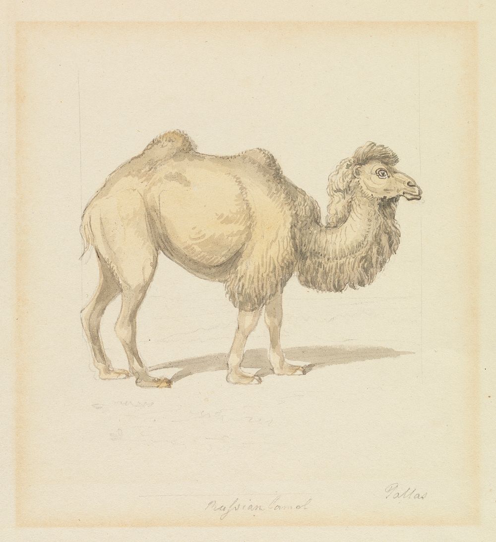 Russian Camel