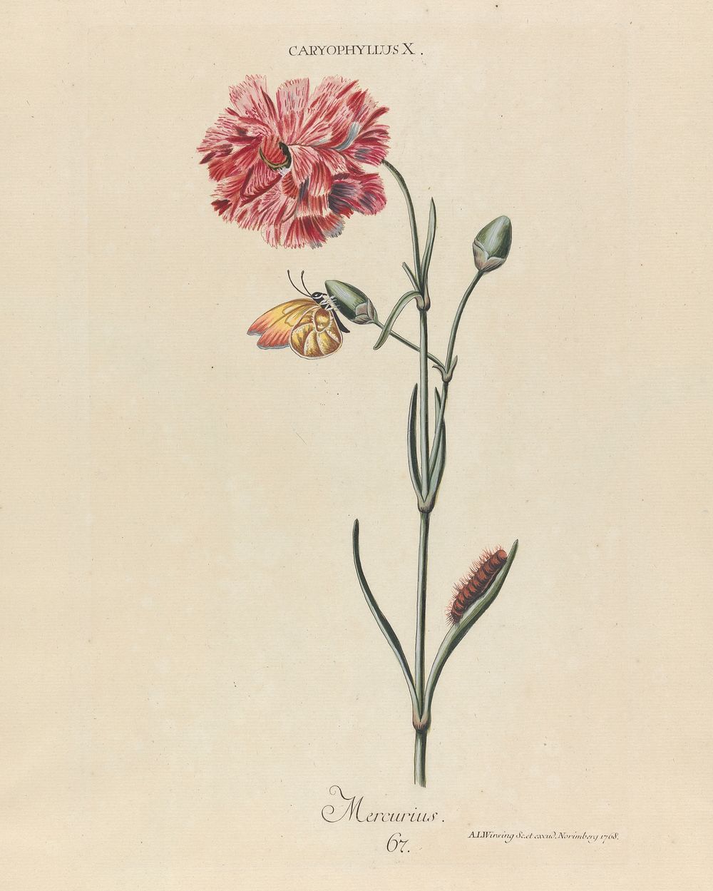 Caryophyllus X. Mercurius. Plate 67 from 'Hortus Nitidissimis Omnem per Annum Superbiens Floribus', Nuremberg, 1768