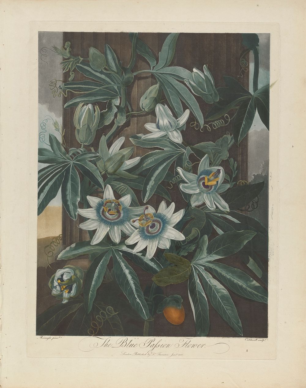 The Blue Passion Flower, 1800, from Robert John Thornton, 'The Temple of Flora', London, 1799-1812