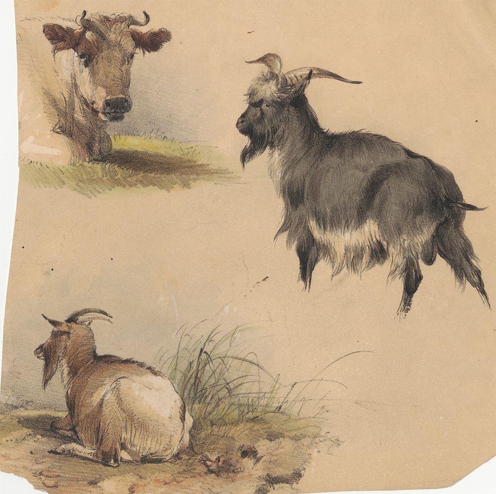 A cow and Two Goats