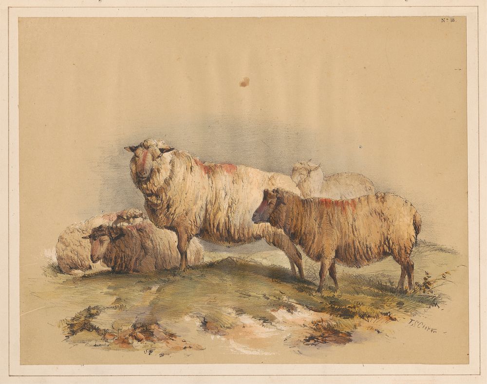 Sheep, No. 18