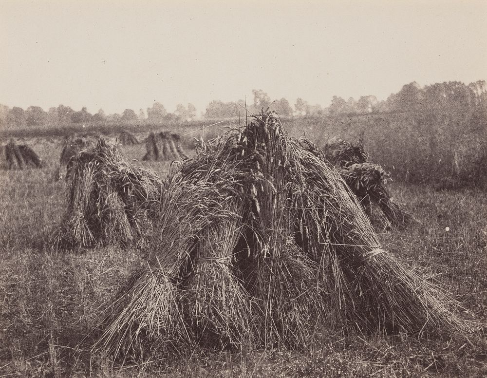 Harvest Scene with Stooks