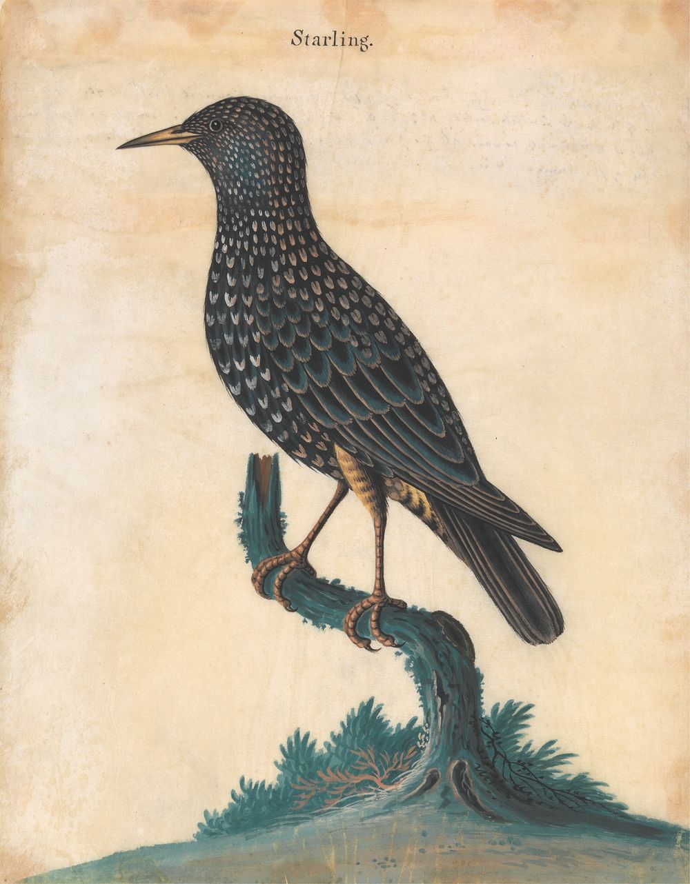 A Starling