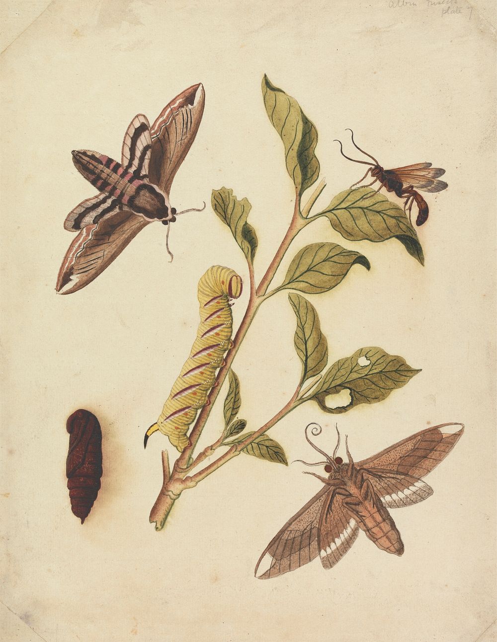Privet Hawk Moths and Callajoppa Exaltatoria