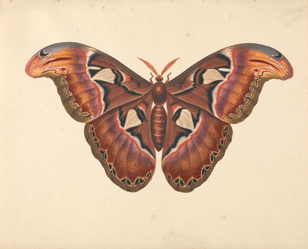 Atlas Moth by George Edwards