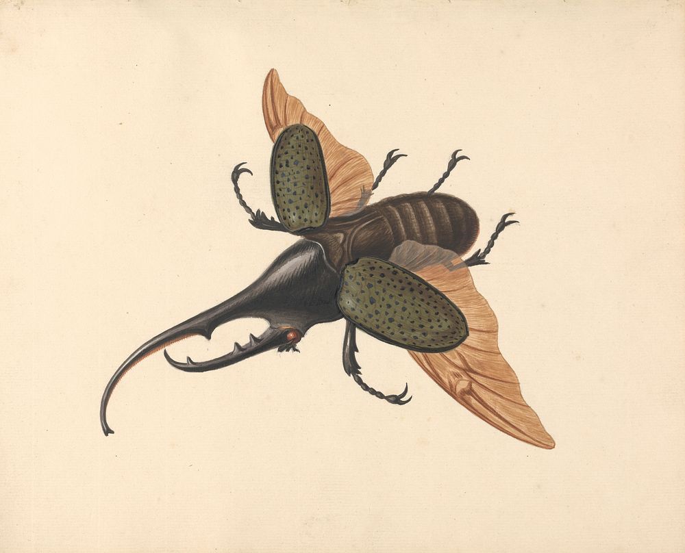 Hercules Beetle by George Edwards