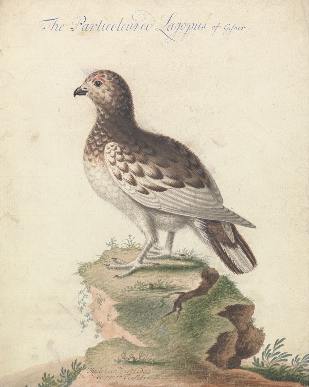 Ptarmigan by George Edwards