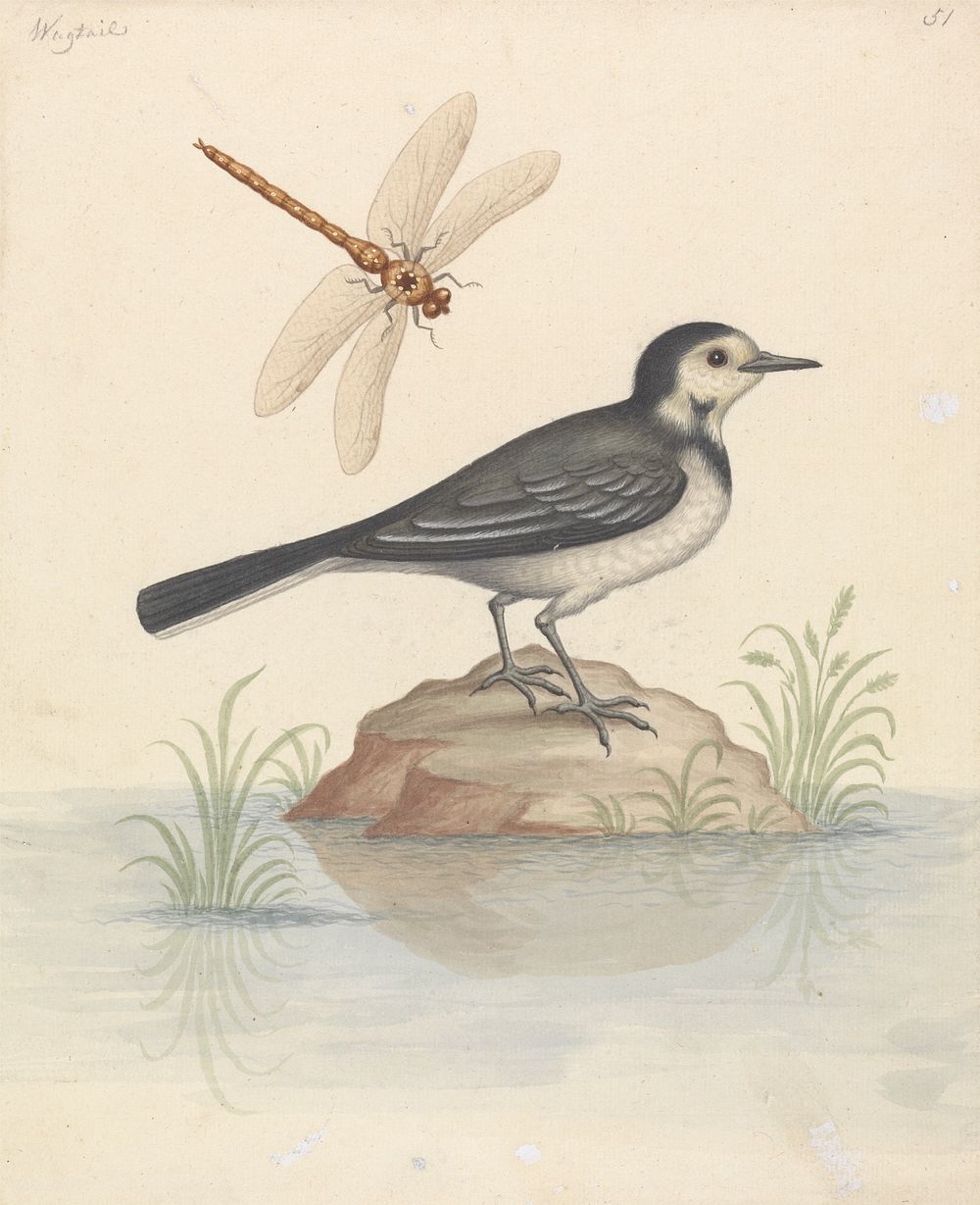 Pied Wagtail and Dragonfly by George Edwards