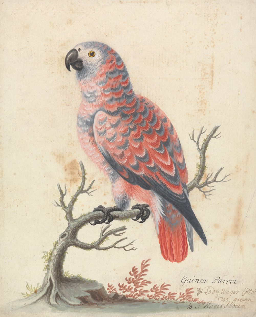 Guinea Parrot by George Edwards