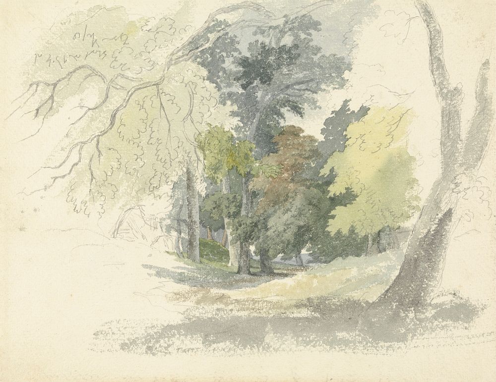 A Woodland Glade