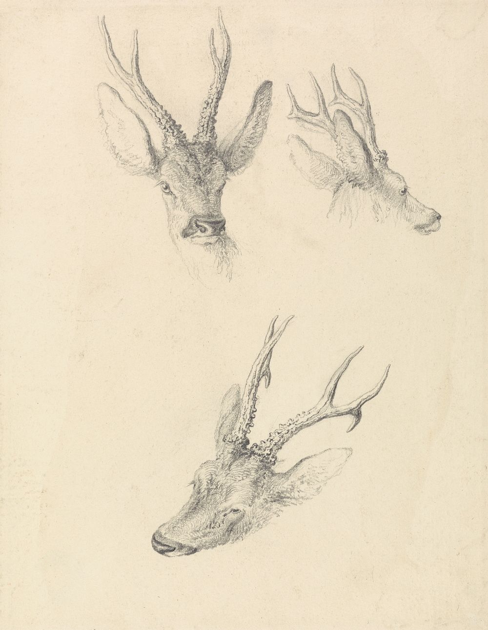 A Stag's Head: three studies