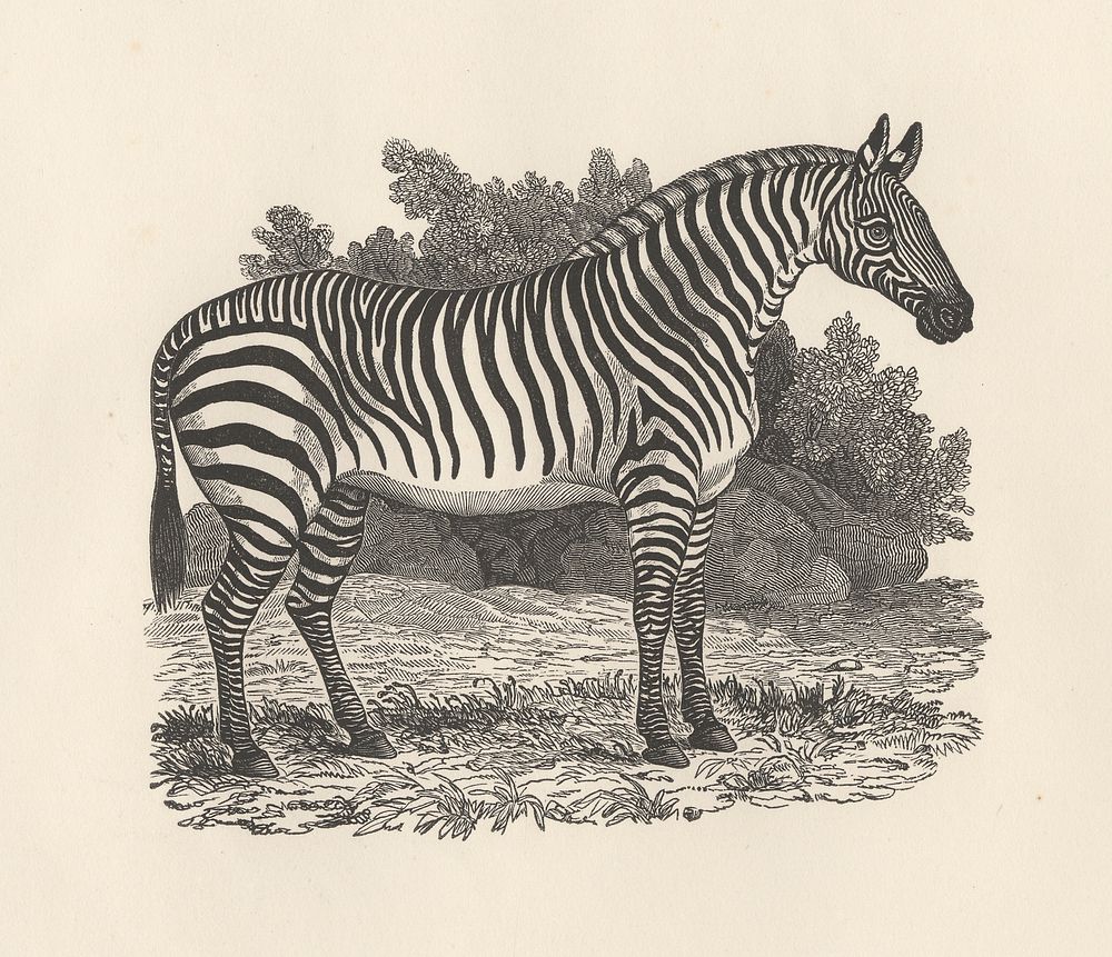 Zebra