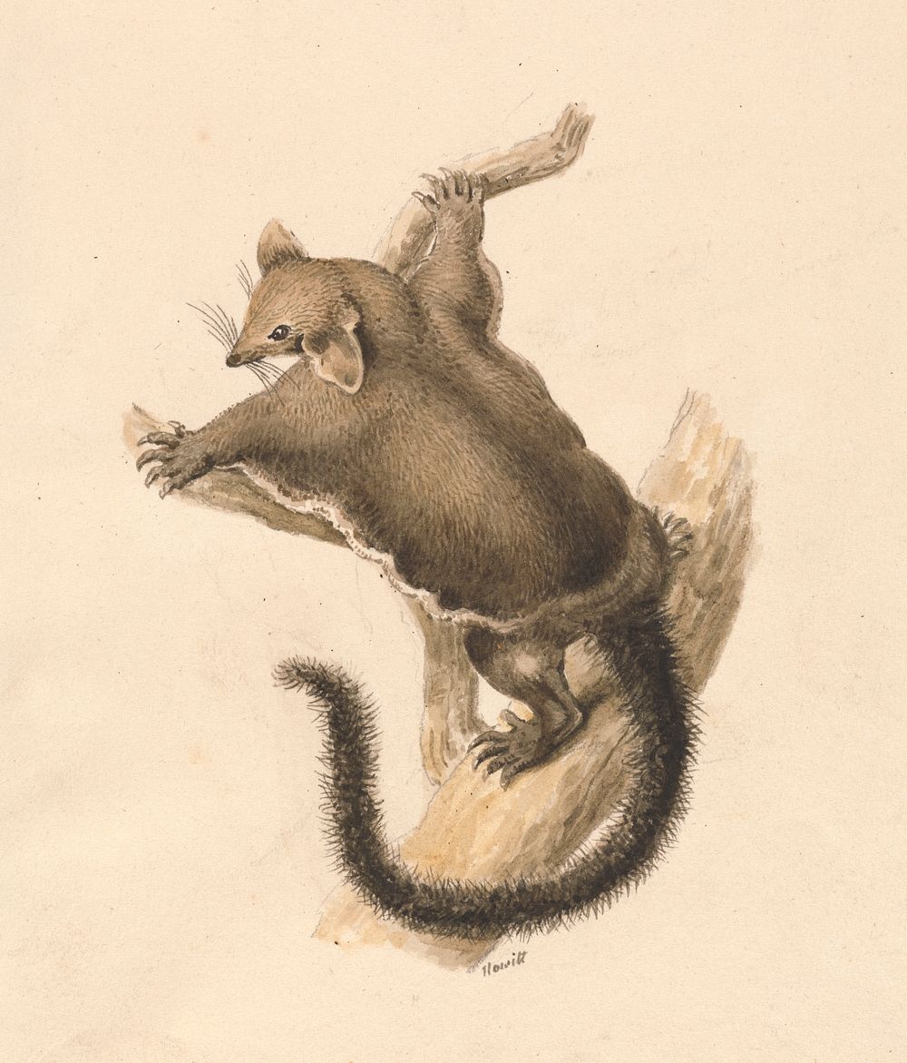 Flying Squirrel