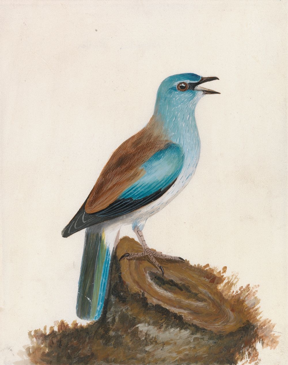 Roller: Garrulous Roller