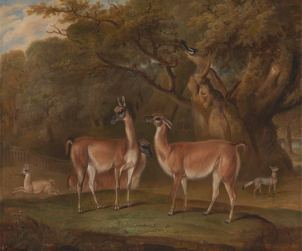 Llamas and a fox in a wooded landscape
