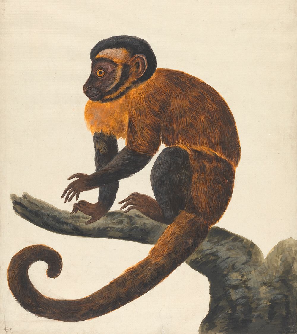 A Capuchin