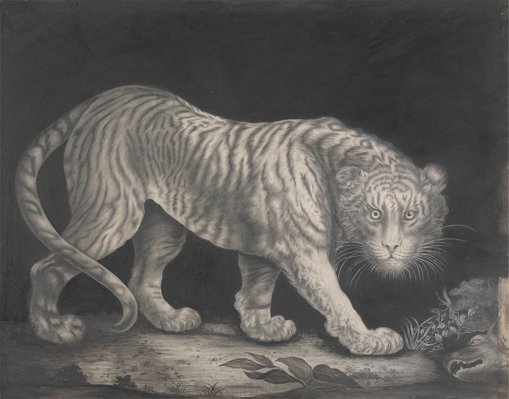 A Prowling Tiger