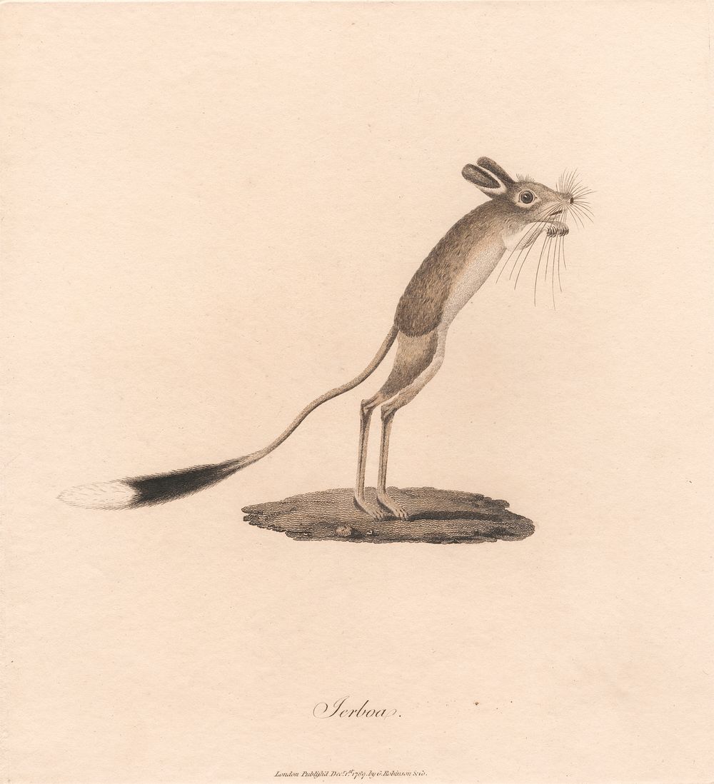 Jerboa by James Heath