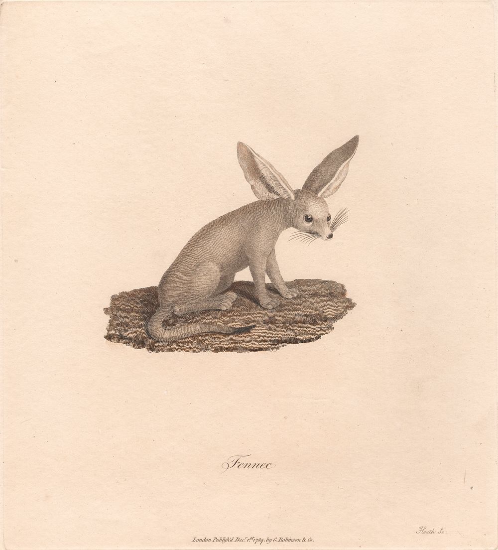 Fennec by James Heath