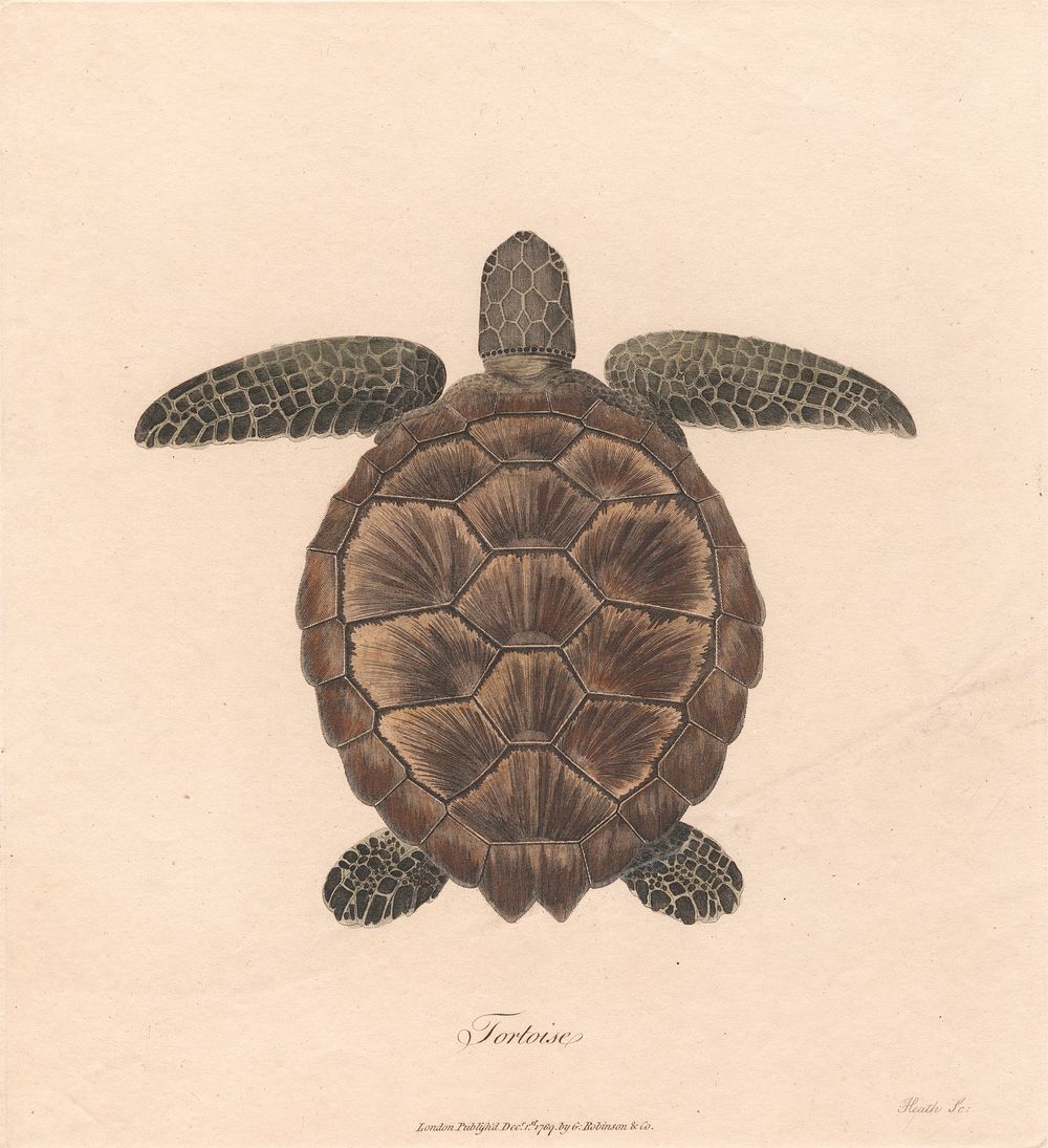 Tortoise