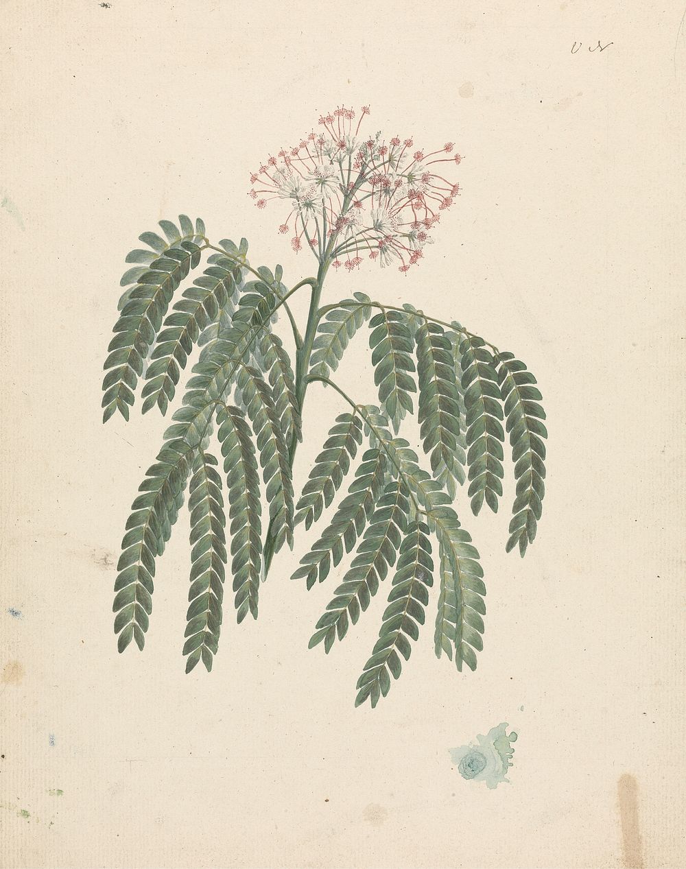 Albizia gummifera  (J.F.Gmel.) C.A. Sm. (Gummy Albizia Tree): finished drawing with minor variations in flowering head by…