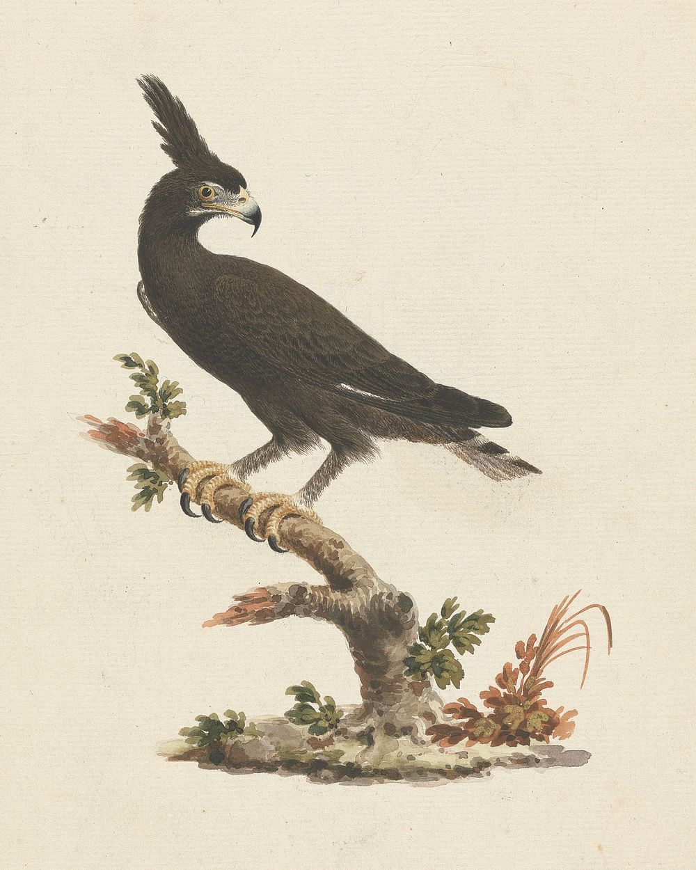 Lophaetus occipitalis (Long-Crested Eagle)