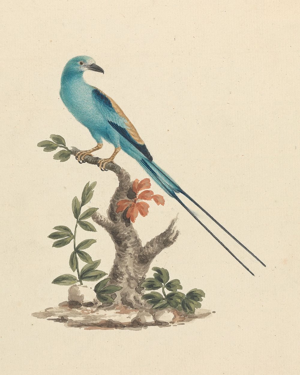Coracias abyssinicus (Abyssinian Roller)