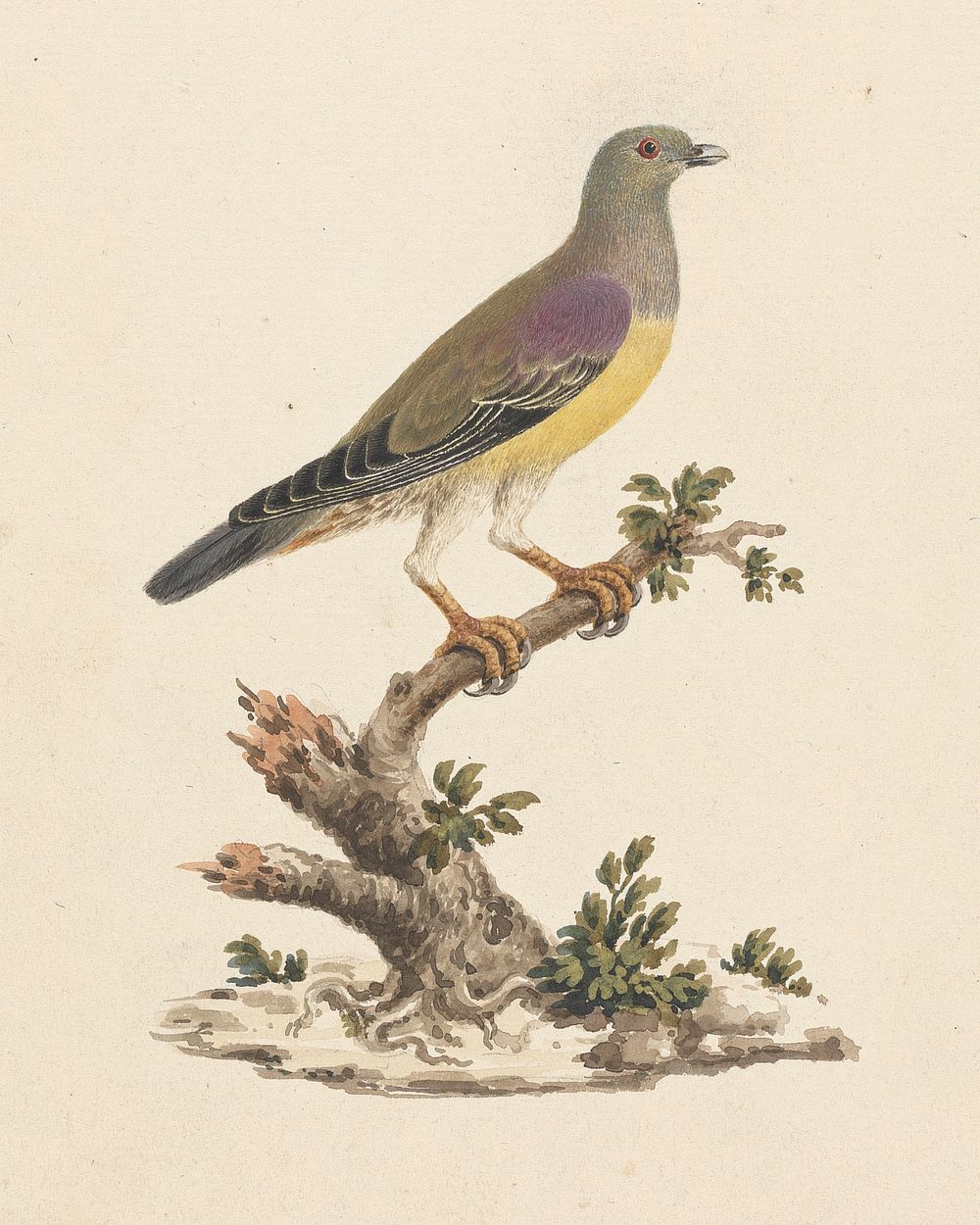 Treron waalia (Bruce's Green Pigeon)