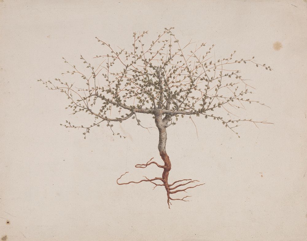 Commiphora gileadensis  (L.) C. Chr. (Balm of Gilead, Opobalsam): finished drawing if tree's habit (with roots) by Luigi…