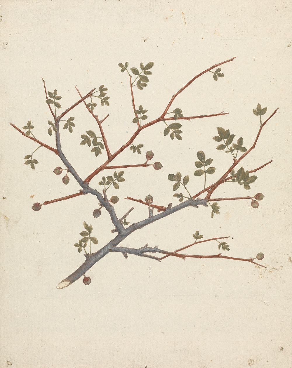 Commiphora gileadensis  (L.) C. Chr. (Balm of Gilead, Opobalsam): finished drawing of fruiting branch by Luigi Balugani