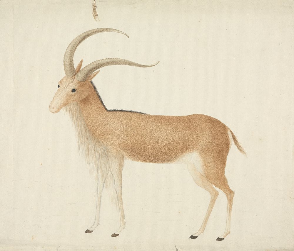 Unidentified Ungulate