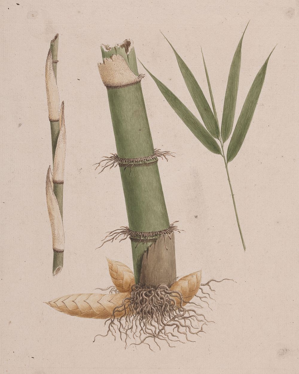 Arundinaria alpina  K. Schum. (African Bamboo): finished drawing of sections of stem and of shoot with leaves