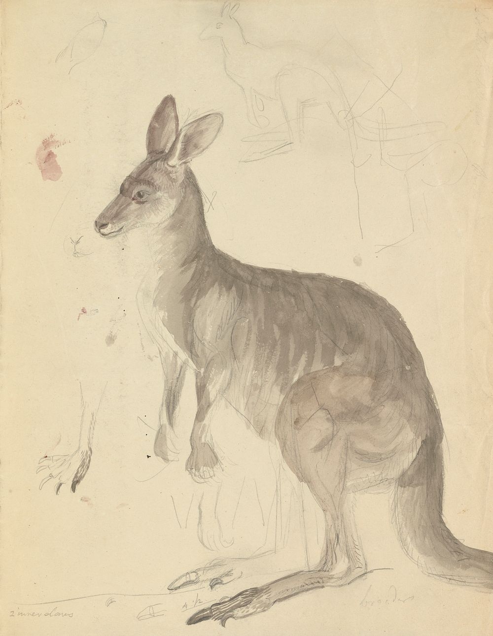 Two Kangaroos with Details