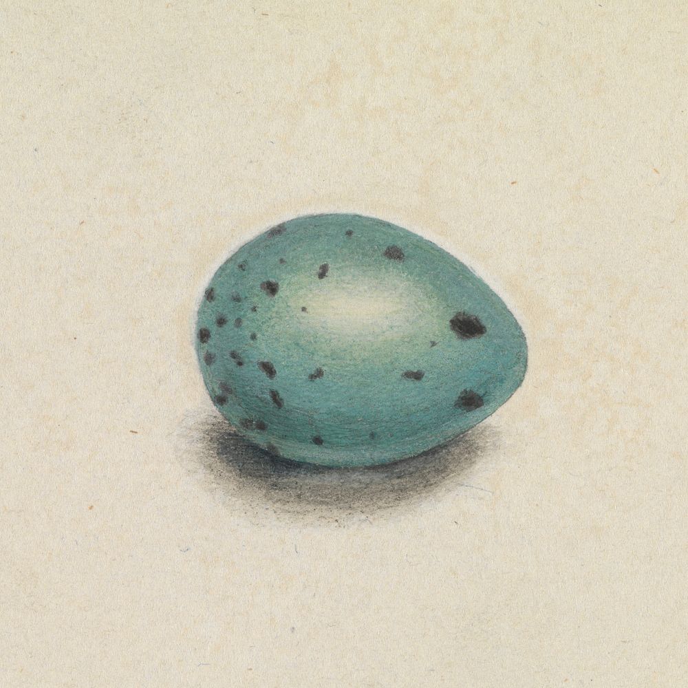 A Bird's Egg