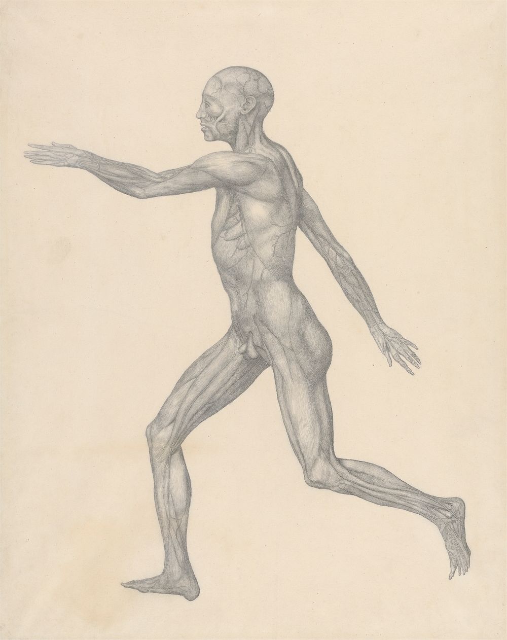 Human Figure, Lateral View, after Removal of the Skin and the Underlying Fascial Layers (Finished Study for Table XIII) by…