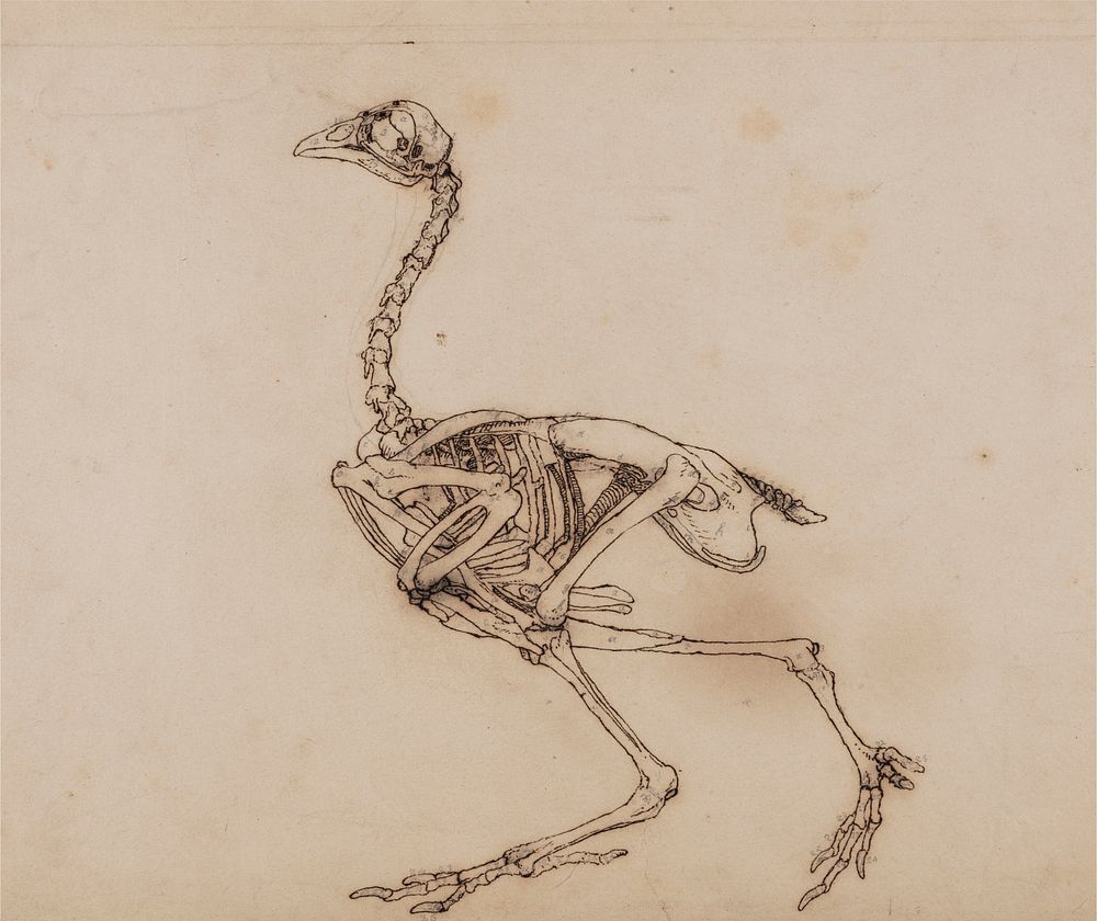 Dorking Hen Skeleton, Lateral View (Probably prepared for an unpublished key figure) by George Stubbs