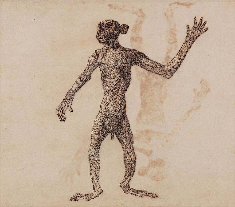 Monkey Standing, Anterior View by George Stubbs