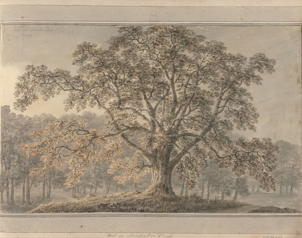 Views in England, Scotland and Wales: Ash in Londesbro Park, May 1800