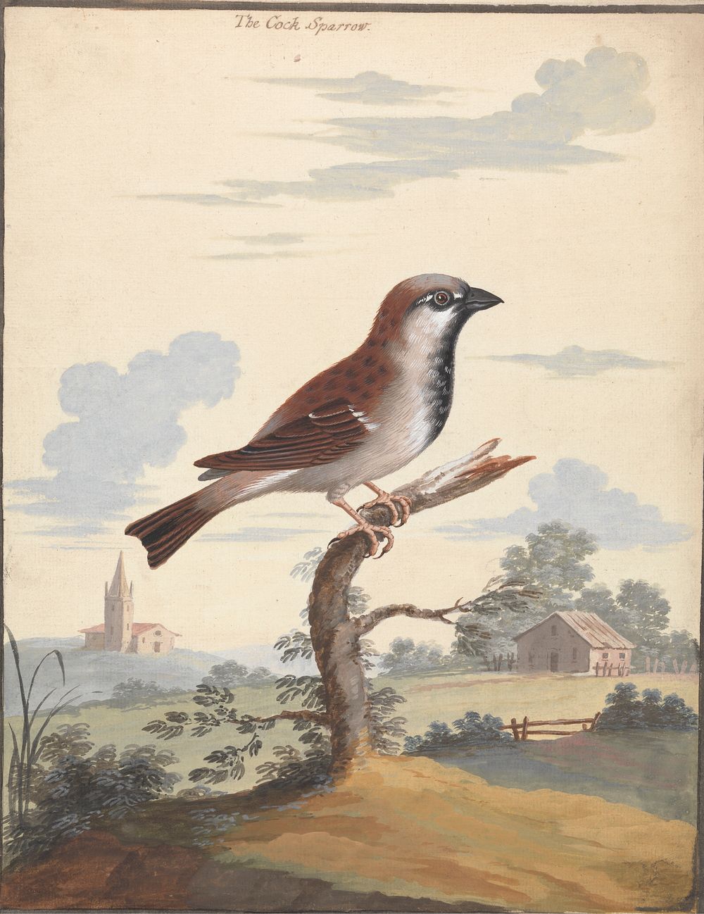 The Cock Sparrow by George Edwards