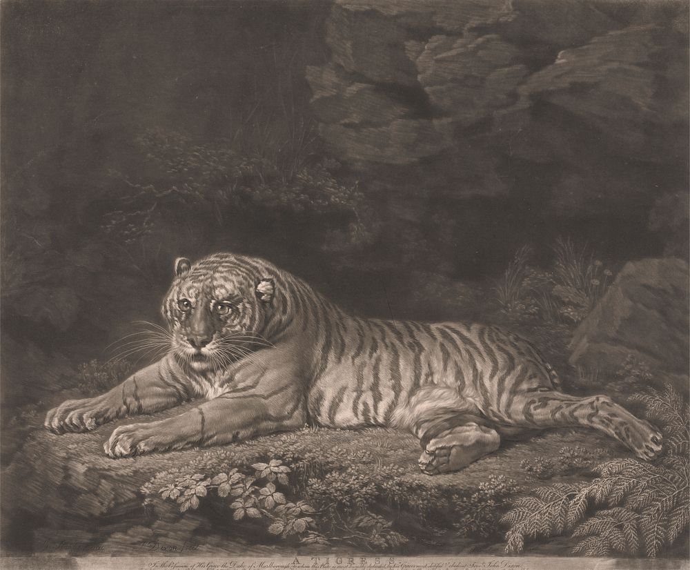 A Tigress