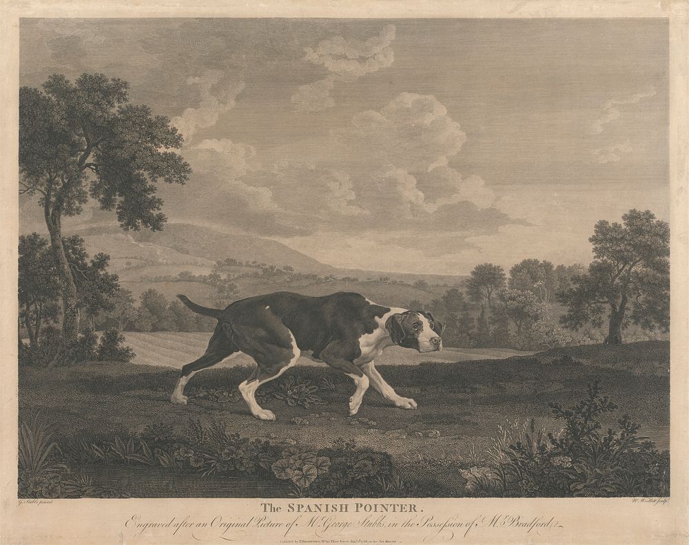 Shooting The Spanish Pointer